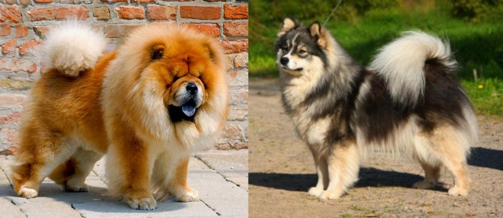 Finnish Lapphund vs Chow Chow - Breed Comparison