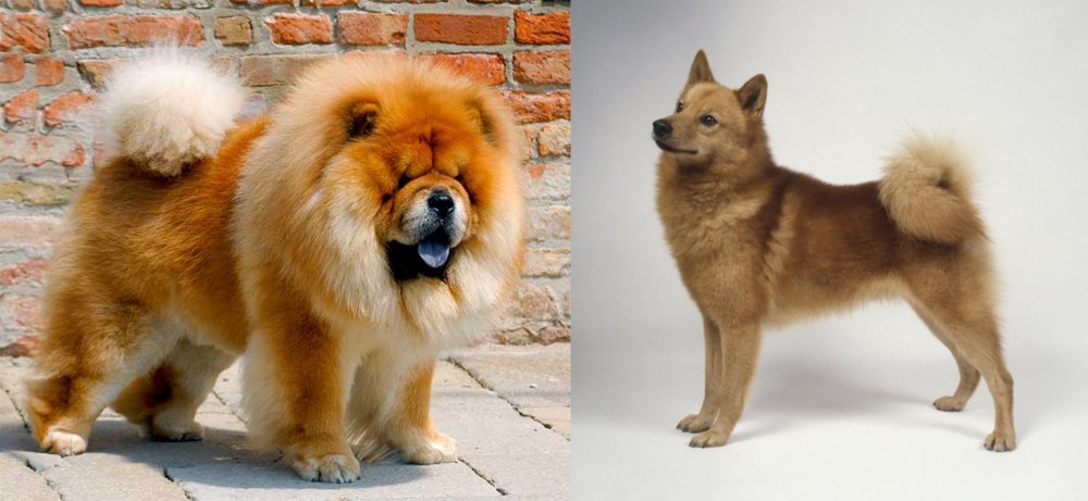 Finnish Spitz vs Chow Chow - Breed Comparison