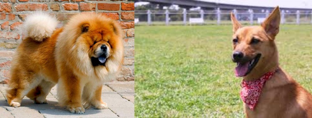 Formosan Mountain Dog vs Chow Chow - Breed Comparison