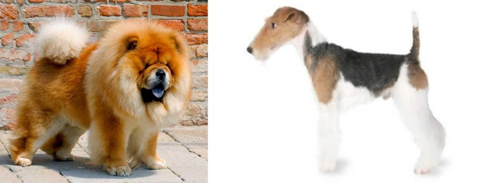 Fox Terrier vs Chow Chow - Breed Comparison
