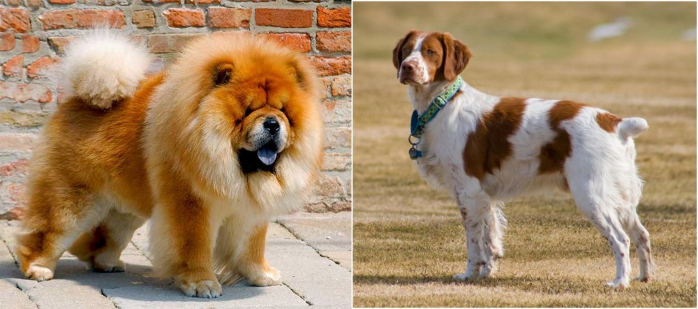 French Brittany vs Chow Chow - Breed Comparison