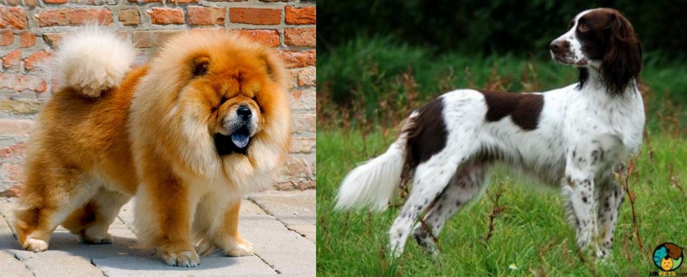 French Spaniel vs Chow Chow - Breed Comparison