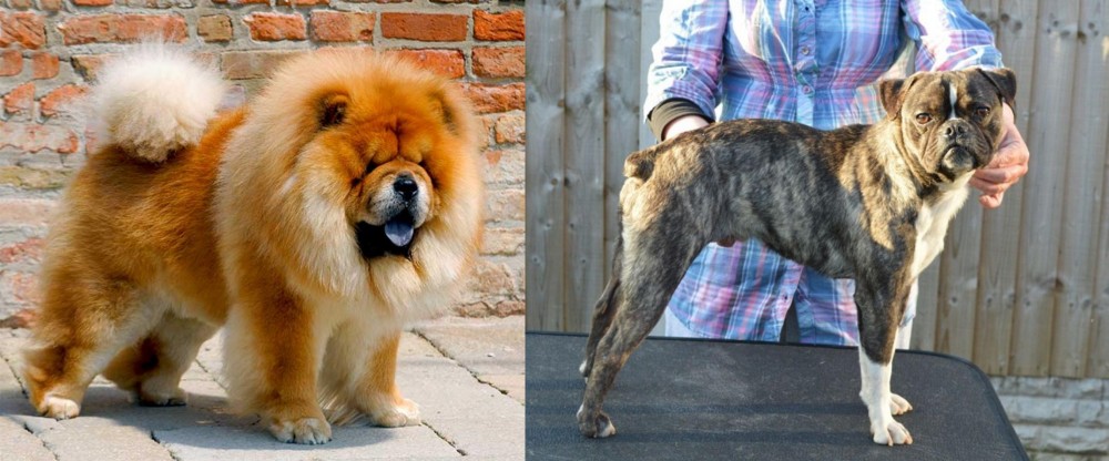 Fruggle vs Chow Chow - Breed Comparison
