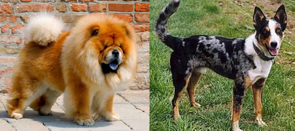 German Coolie vs Chow Chow - Breed Comparison