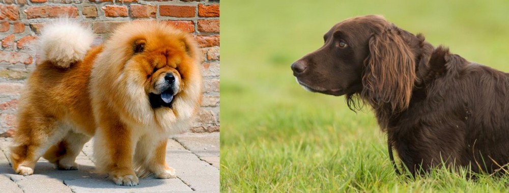 German Longhaired Pointer vs Chow Chow - Breed Comparison