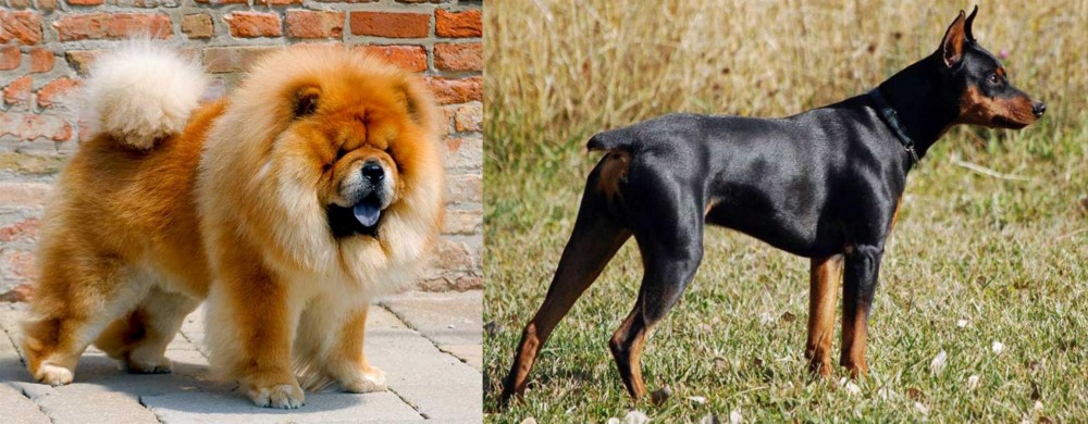 German Pinscher vs Chow Chow - Breed Comparison