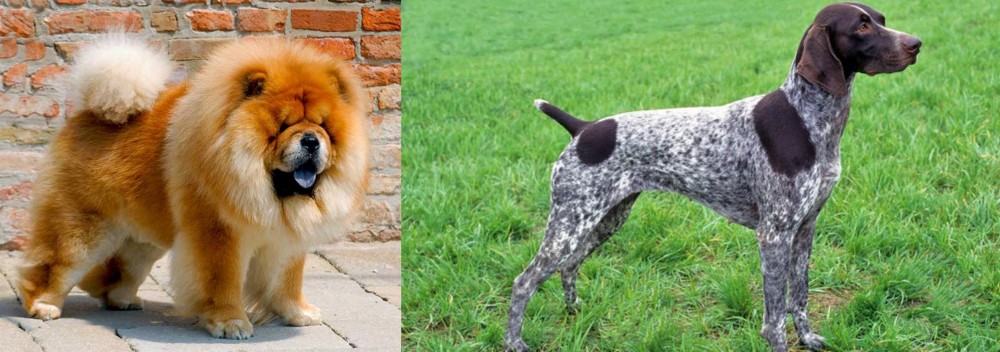 German Shorthaired Pointer vs Chow Chow - Breed Comparison