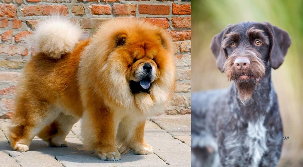 German Wirehaired Pointer vs Chow Chow - Breed Comparison