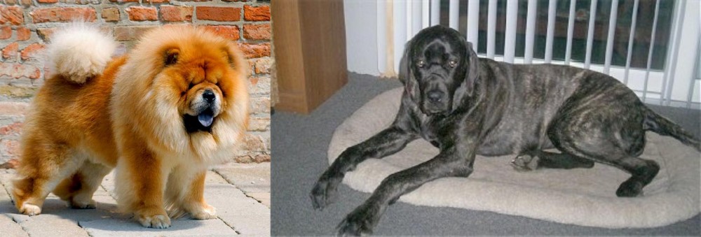 Giant Maso Mastiff vs Chow Chow - Breed Comparison