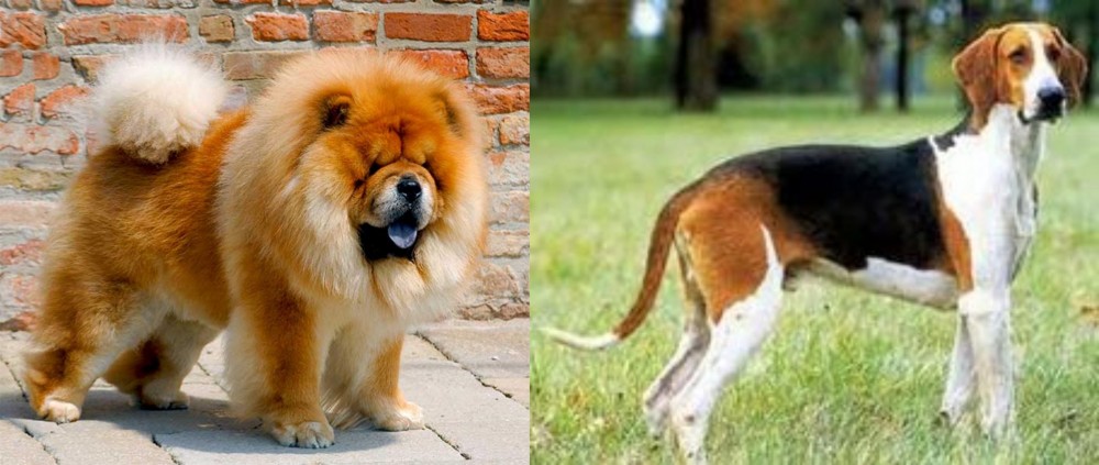 Grand Anglo-Francais Tricolore vs Chow Chow - Breed Comparison