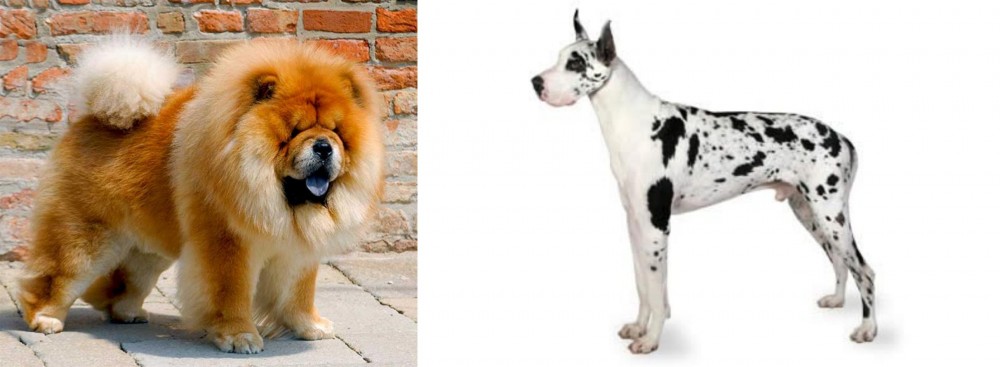 Great Dane vs Chow Chow - Breed Comparison