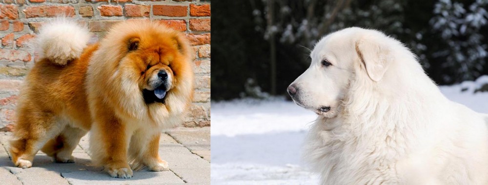Great Pyrenees vs Chow Chow - Breed Comparison