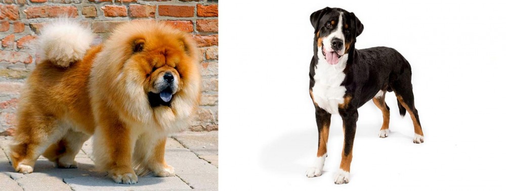 Greater Swiss Mountain Dog vs Chow Chow - Breed Comparison