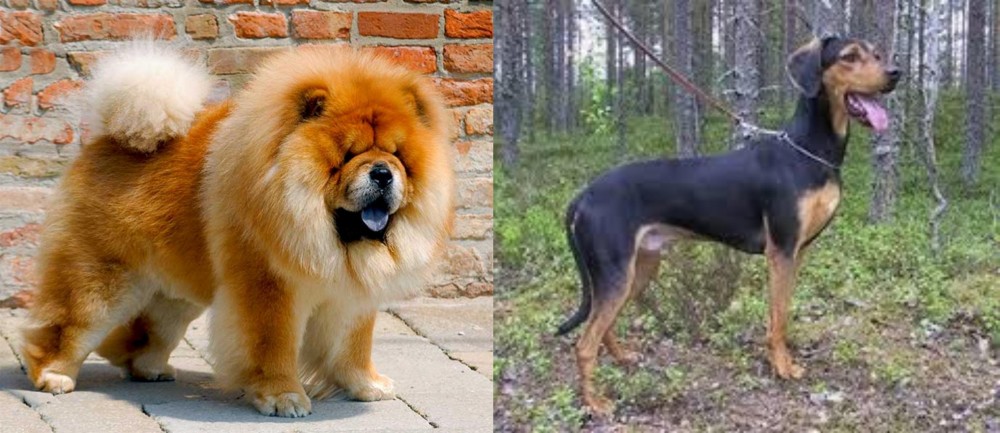 Greek Harehound vs Chow Chow - Breed Comparison