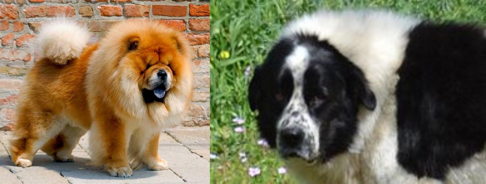 Greek Sheepdog vs Chow Chow - Breed Comparison