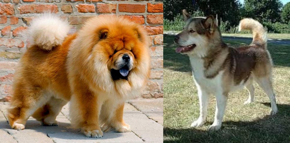 Greenland Dog vs Chow Chow - Breed Comparison
