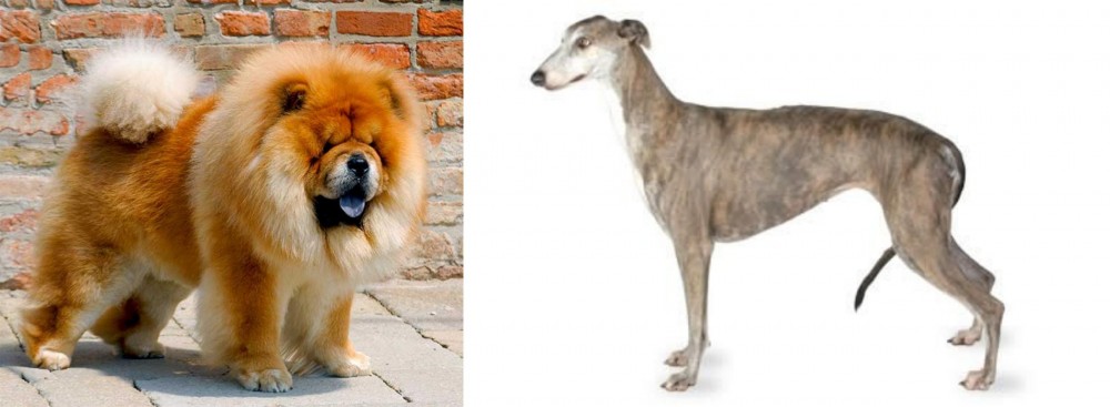 Greyhound vs Chow Chow - Breed Comparison