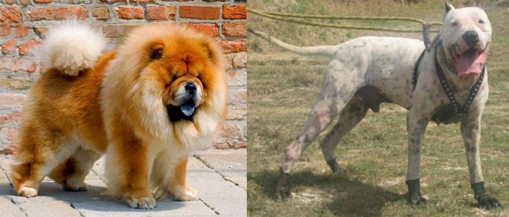 Gull Dong vs Chow Chow - Breed Comparison