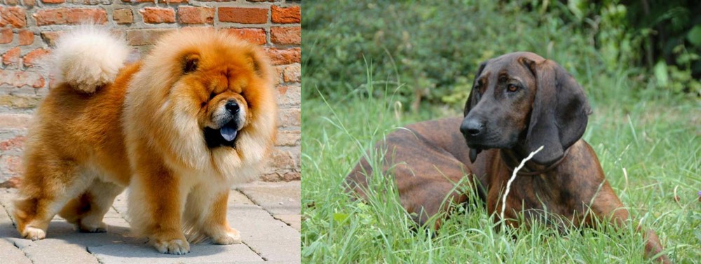 Hanover Hound vs Chow Chow - Breed Comparison