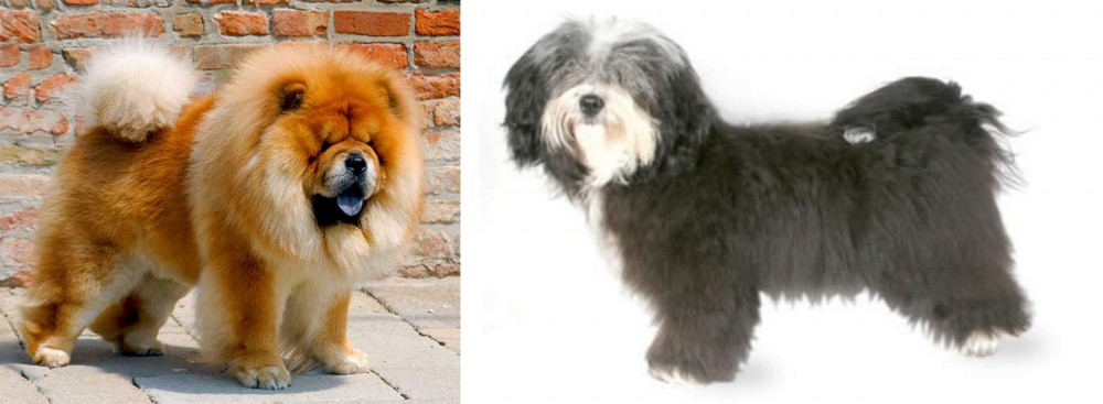 Havanese vs Chow Chow - Breed Comparison