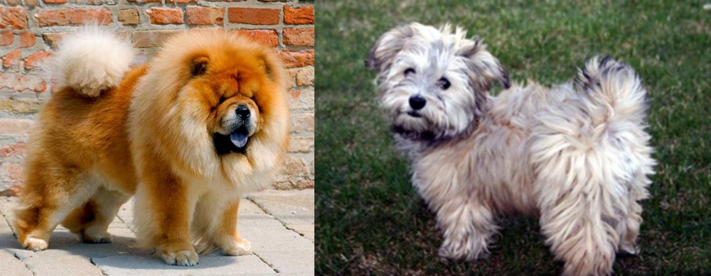 Havapoo vs Chow Chow - Breed Comparison