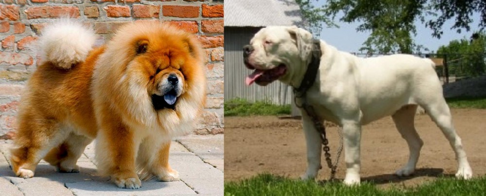 Hermes Bulldogge vs Chow Chow - Breed Comparison