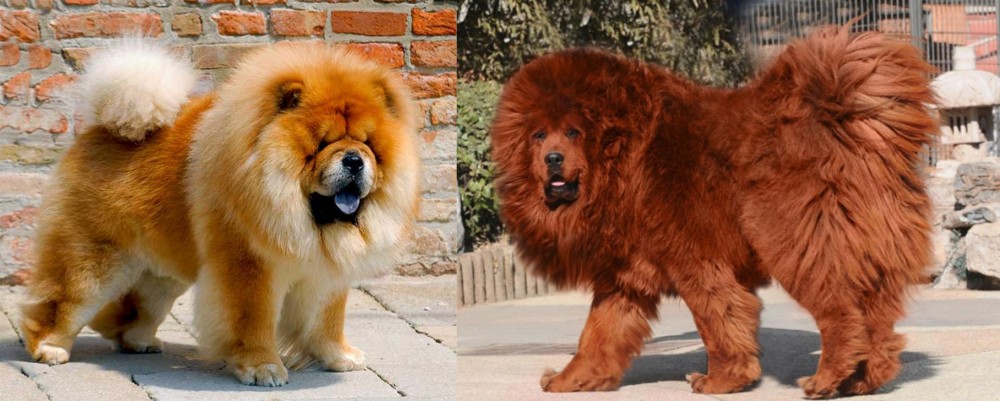 Himalayan Mastiff vs Chow Chow - Breed Comparison