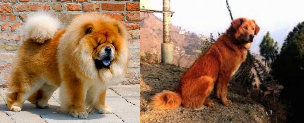 Himalayan Sheepdog vs Chow Chow - Breed Comparison
