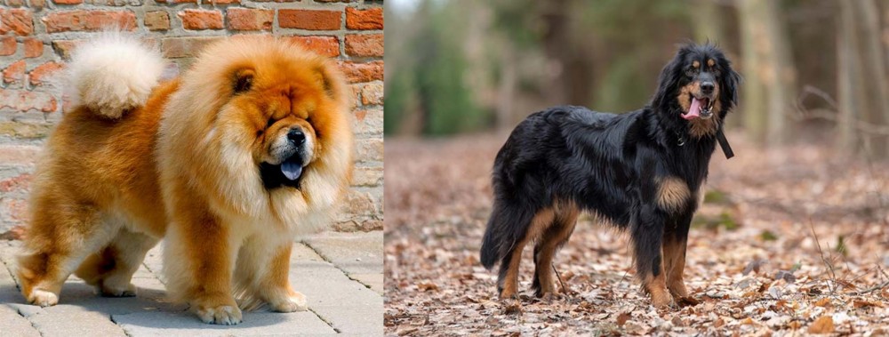 Hovawart vs Chow Chow - Breed Comparison