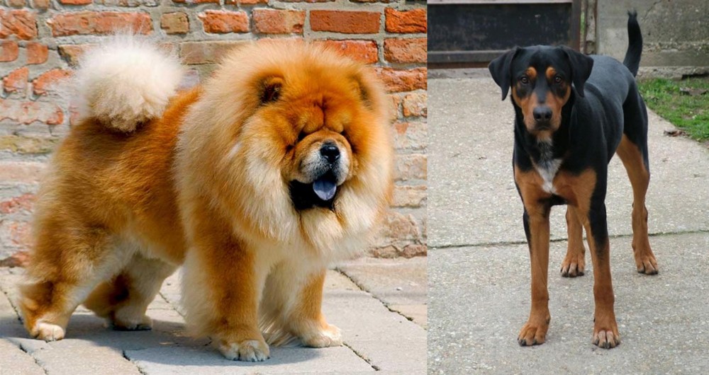 Hungarian Hound vs Chow Chow - Breed Comparison