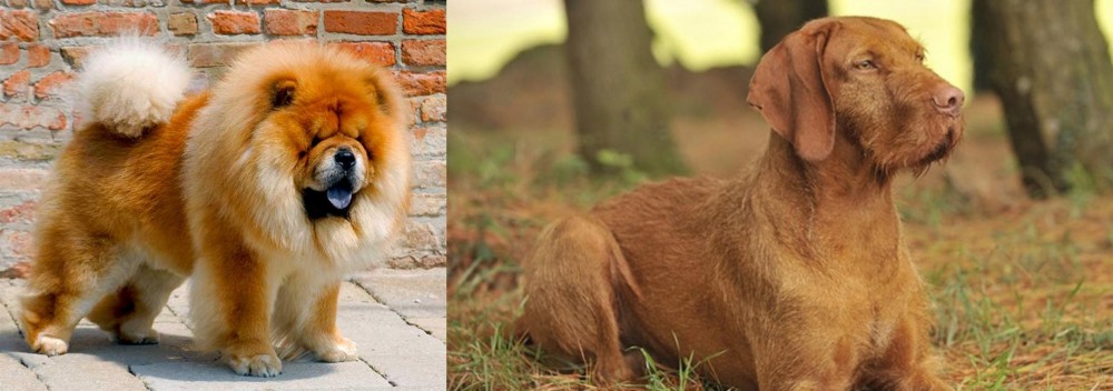 Hungarian Wirehaired Vizsla vs Chow Chow - Breed Comparison