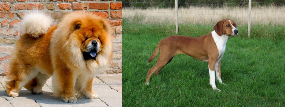Hygenhund vs Chow Chow - Breed Comparison