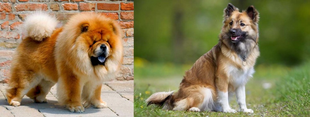 Icelandic Sheepdog vs Chow Chow - Breed Comparison