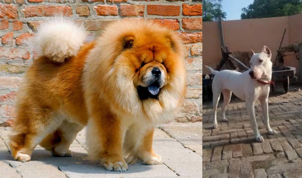 Indian Bull Terrier vs Chow Chow - Breed Comparison