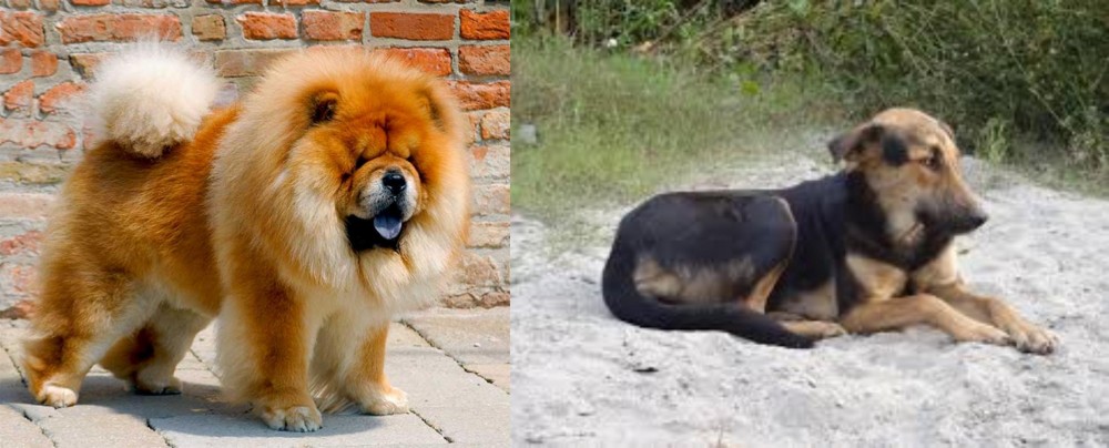 Indian Pariah Dog vs Chow Chow - Breed Comparison
