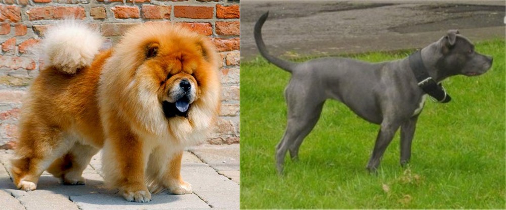 Irish Bull Terrier vs Chow Chow - Breed Comparison