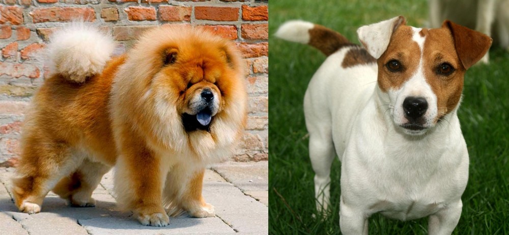 Irish Jack Russell vs Chow Chow - Breed Comparison