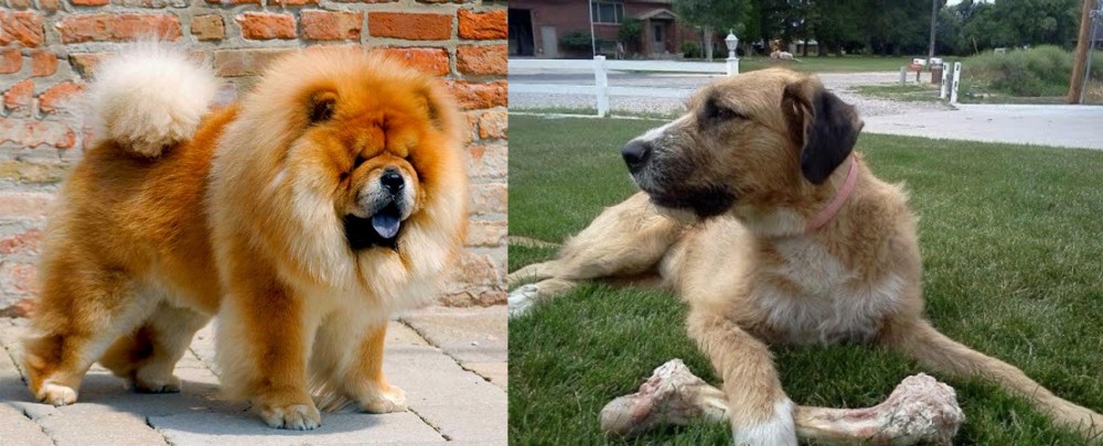 Irish Mastiff Hound vs Chow Chow - Breed Comparison
