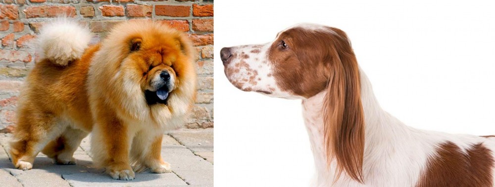 Irish Red and White Setter vs Chow Chow - Breed Comparison
