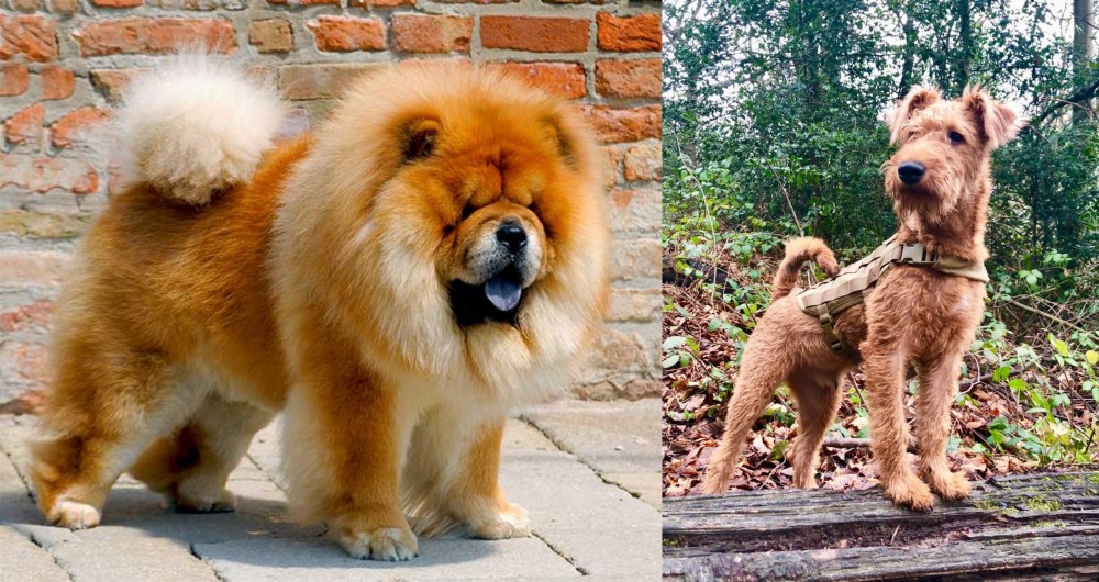 Irish Terrier vs Chow Chow - Breed Comparison
