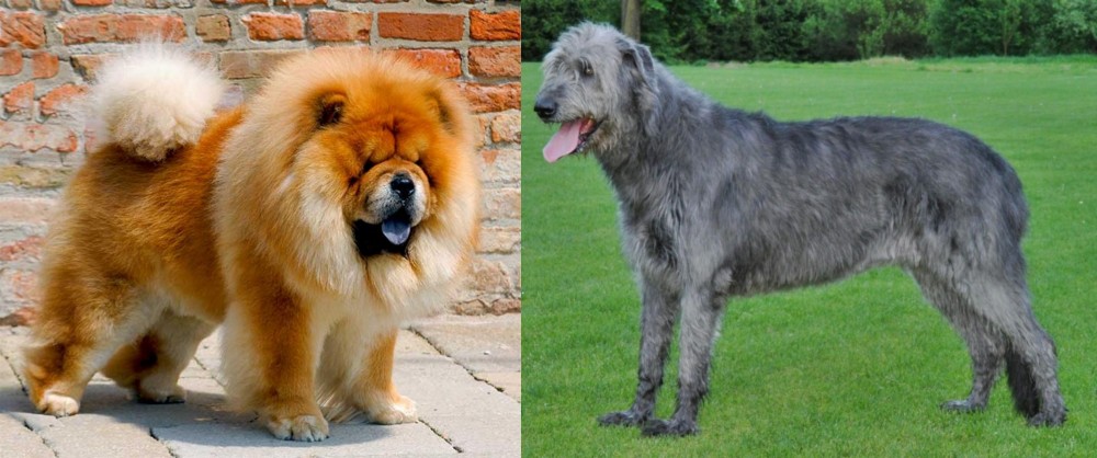 Irish Wolfhound vs Chow Chow - Breed Comparison