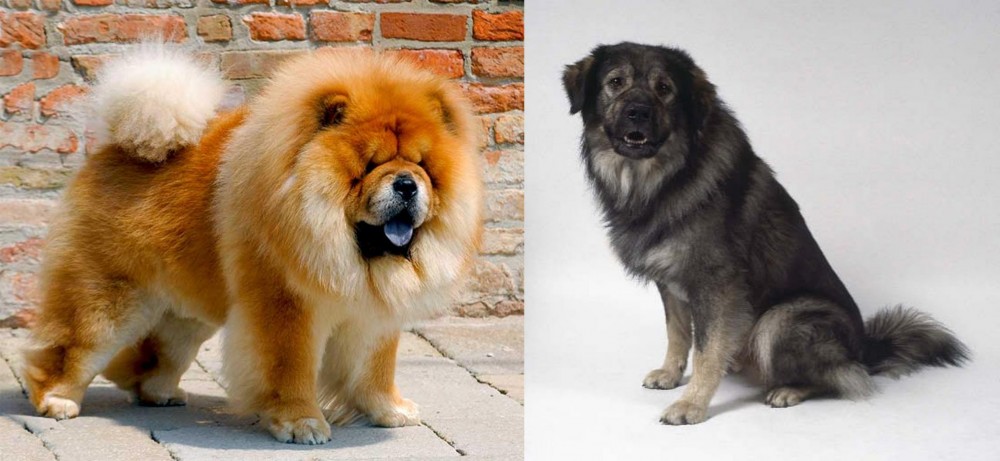 Istrian Sheepdog vs Chow Chow - Breed Comparison