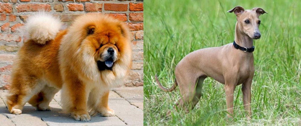 Italian Greyhound vs Chow Chow - Breed Comparison