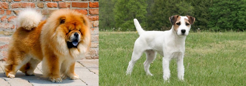 Jack Russell Terrier vs Chow Chow - Breed Comparison