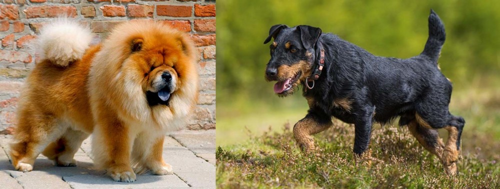 Jagdterrier vs Chow Chow - Breed Comparison