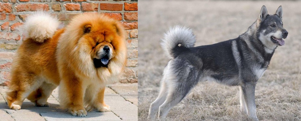 Jamthund vs Chow Chow - Breed Comparison