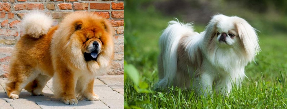 Japanese Chin vs Chow Chow - Breed Comparison