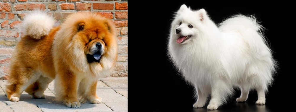Japanese Spitz vs Chow Chow - Breed Comparison