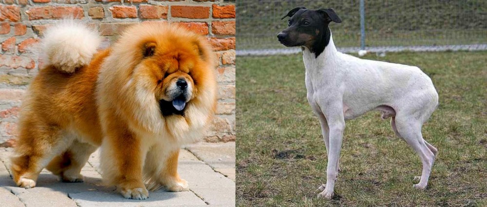 Japanese Terrier vs Chow Chow - Breed Comparison