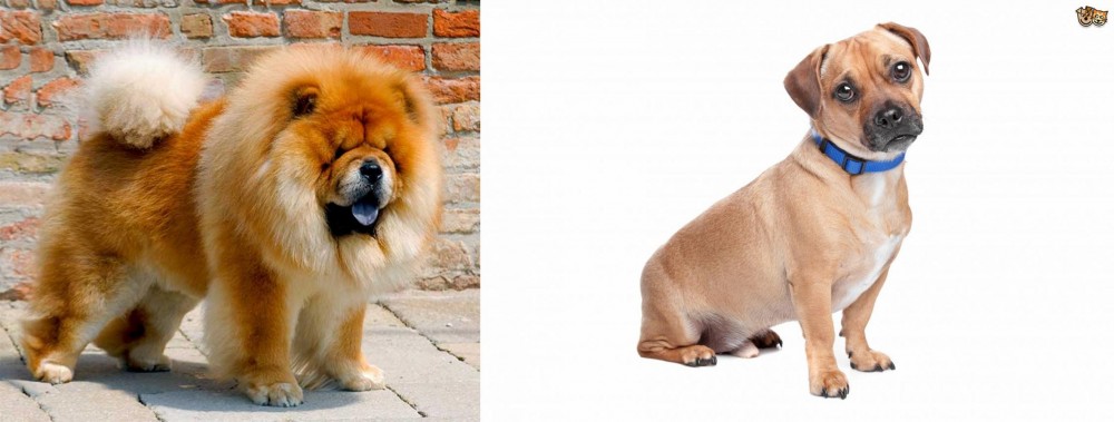 Jug vs Chow Chow - Breed Comparison